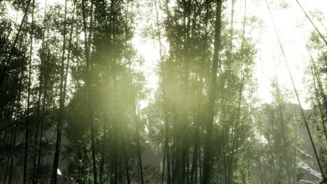 Landschaft-Des-Bambusbaums-Im-Tropischen-Regenwald,-Malaysia